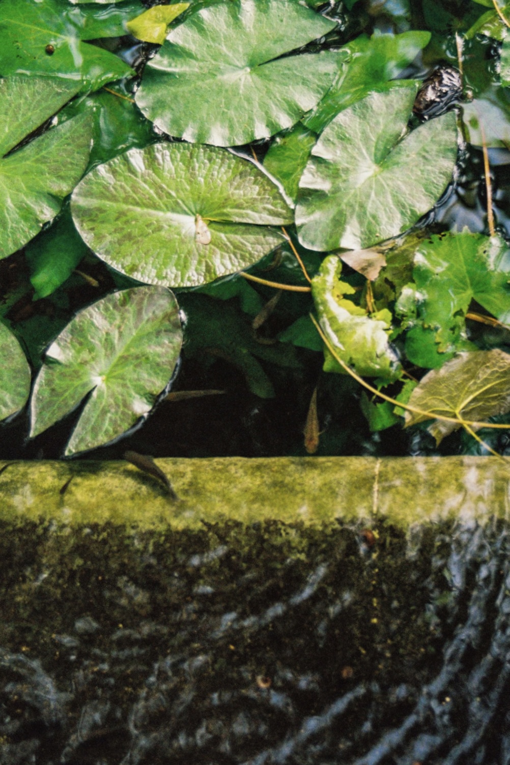 Chasing the Unexpected: The Magic of Analog Photography