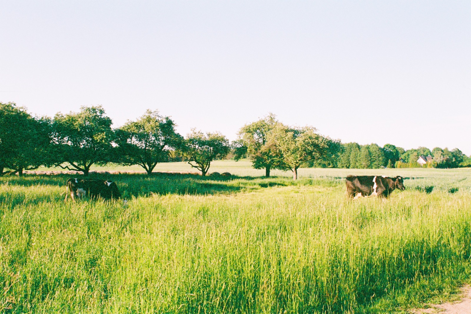 Chasing the Unexpected: The Magic of Analog Photography