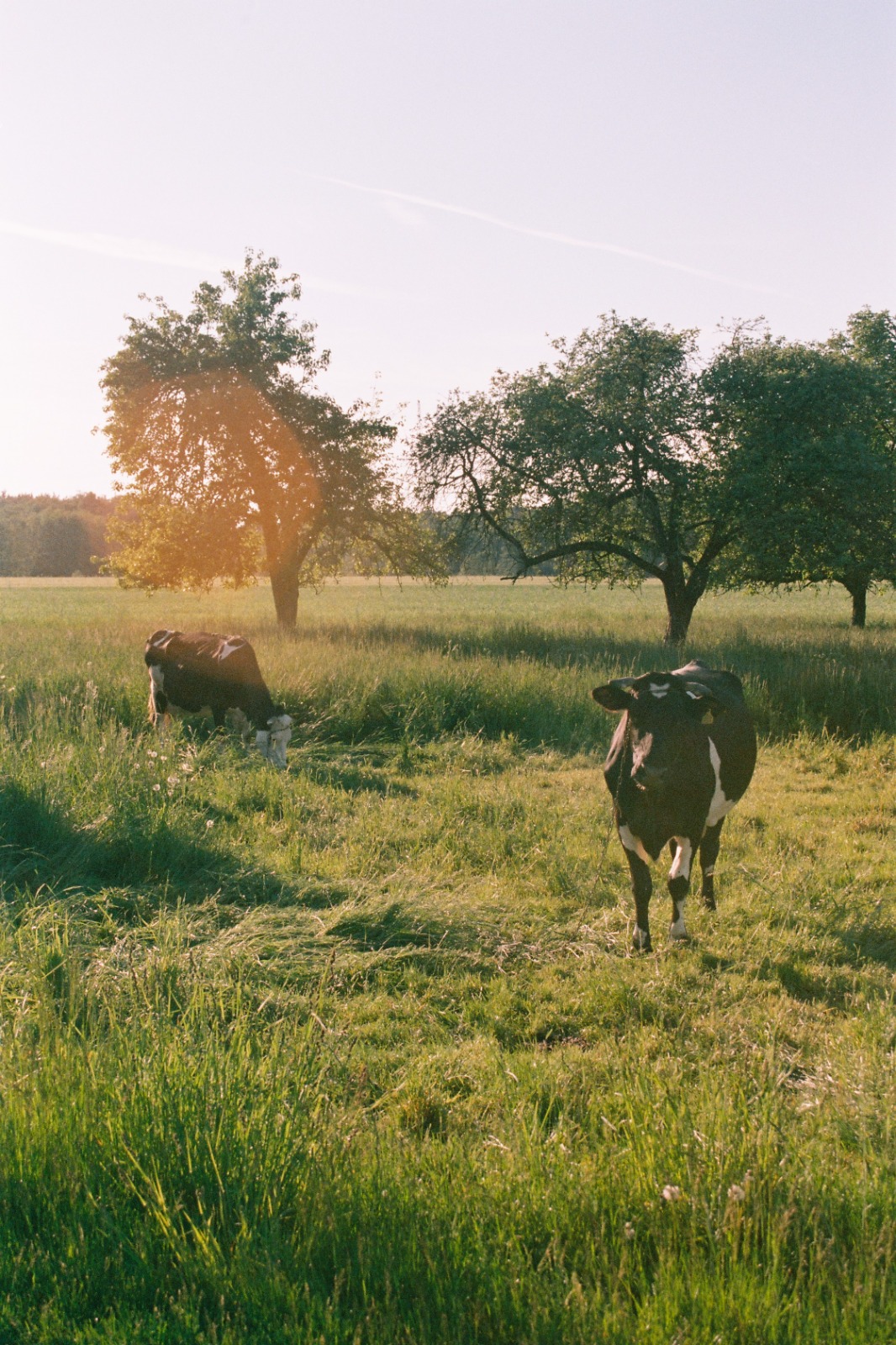 Chasing the Unexpected: The Magic of Analog Photography