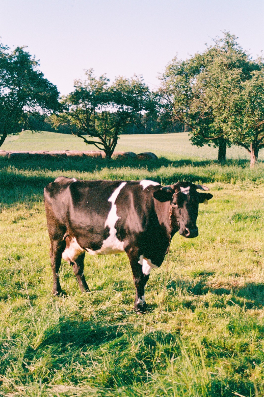 Chasing the Unexpected: The Magic of Analog Photography
