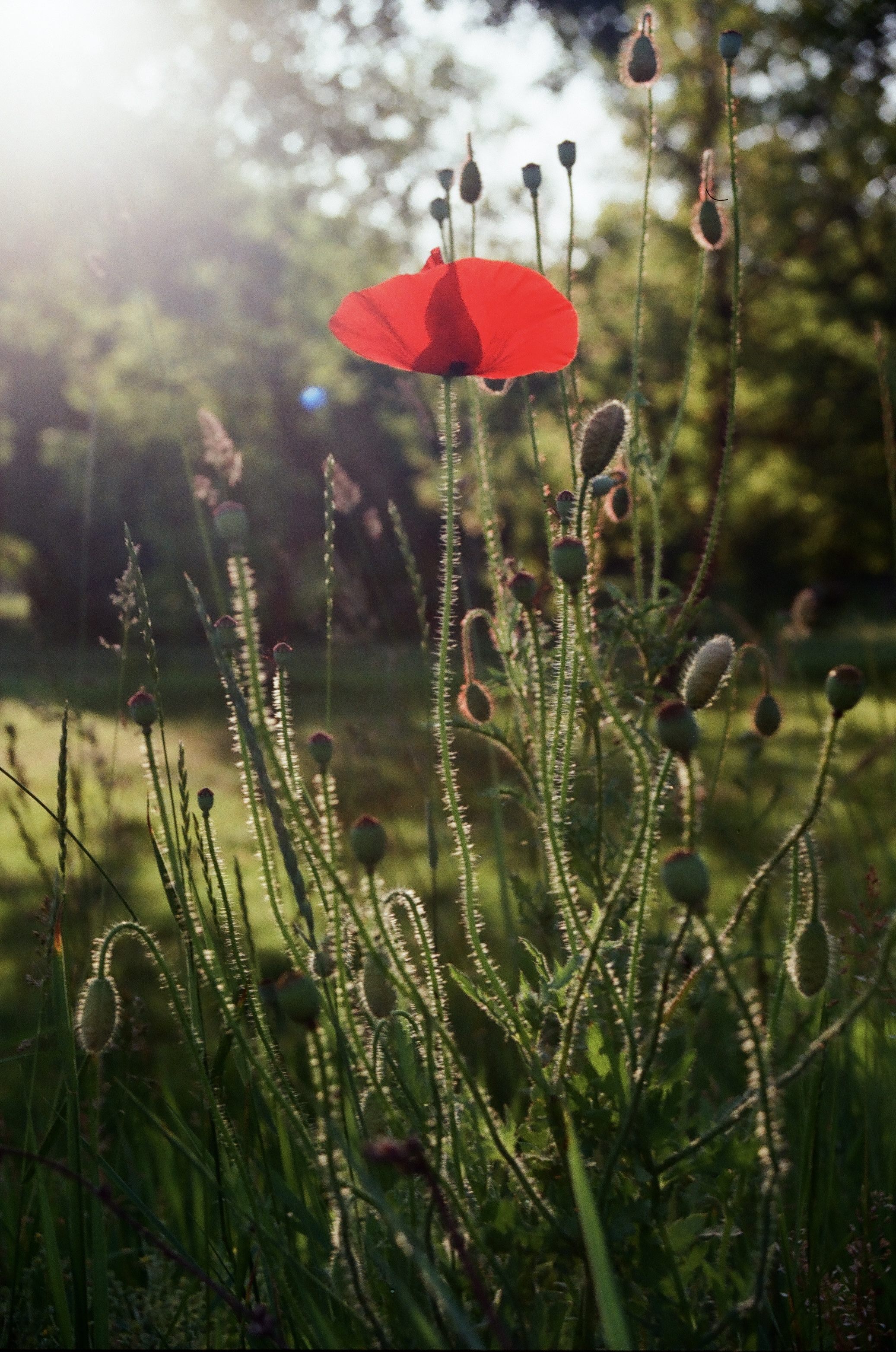 Presence, Patience, and the Language of Light