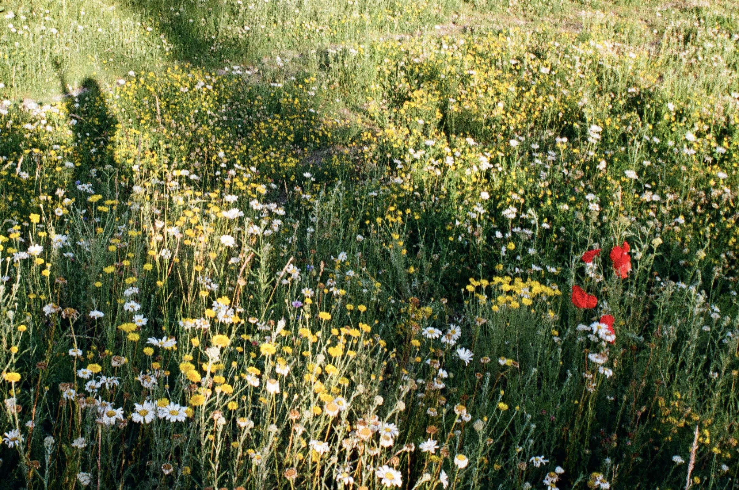Presence, Patience, and the Language of Light