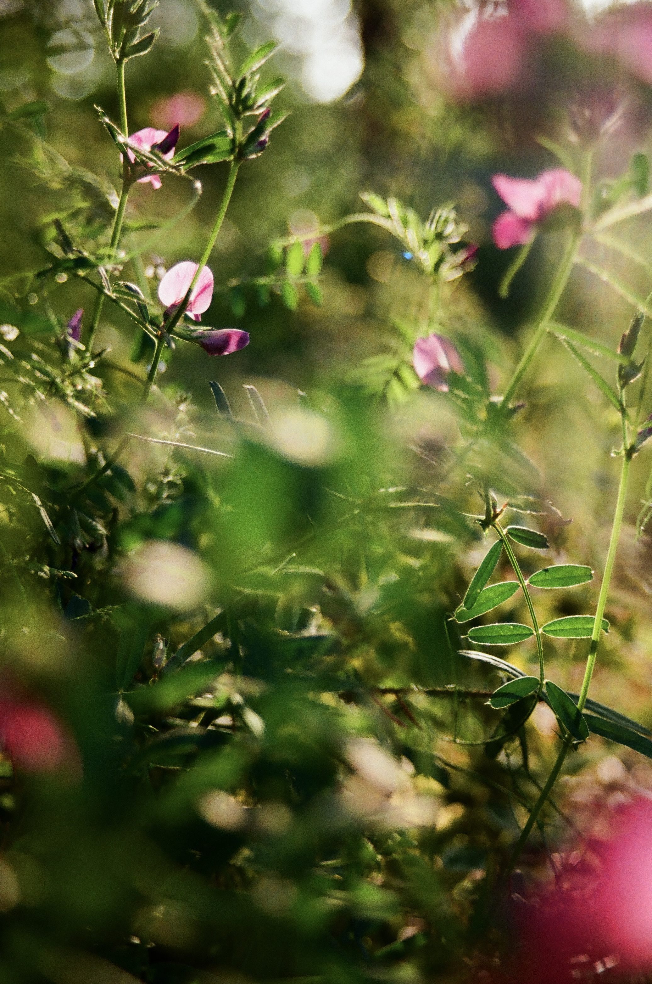 Presence, Patience, and the Language of Light